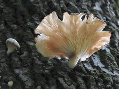 Pleurotus pulmonarius