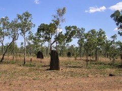 Amitermes meridionalis