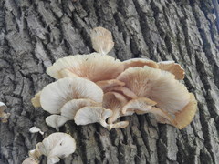 Pleurotus pulmonarius