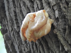 Pleurotus pulmonarius