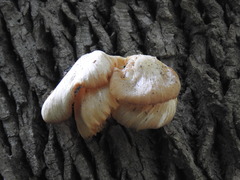 Pleurotus pulmonarius
