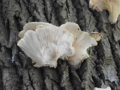 Pleurotus pulmonarius