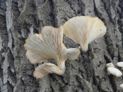 Pleurotus pulmonarius