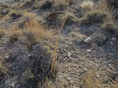 Caulanthus crassicaulis