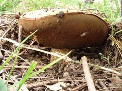 Phlebopus marginatus