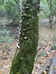 Pseudevernia furfuracea