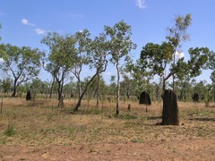 Amitermes meridionalis