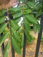 Zelkova