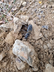 Plocamostethus planiusculus