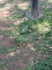 Myiopsitta monachus