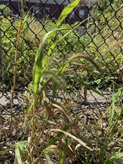 Setaria faberi