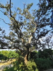 Quercus oleoides
