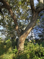 Quercus oleoides