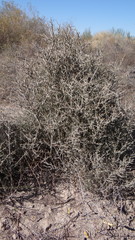 Cyclolepis genistoides