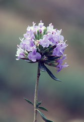 Ziziphora serpyllacea