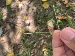 Digitaria ischaemum