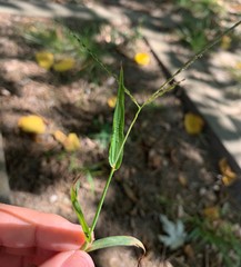 Digitaria ischaemum