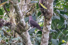 Patagioenas plumbea