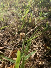 Digitaria ischaemum