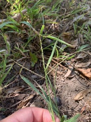 Digitaria ischaemum