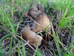 Coprinellus truncorum