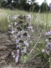 Ipomopsis multiflora