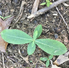 Asclepias amplexicaulis