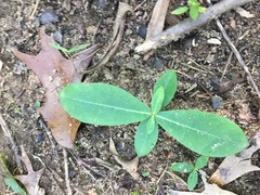 Asclepias amplexicaulis