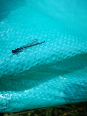 Mesamphiagrion