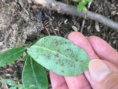 Asclepias amplexicaulis