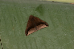 Pseudophisma aeolida