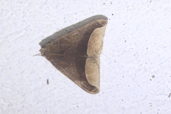 Pseudophisma aeolida