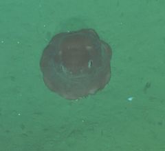 Opisthoteuthis