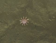 Solasteridae