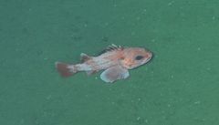 Sebastolobus alascanus