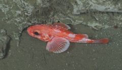 Sebastolobus alascanus