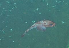 Sebastolobus alascanus