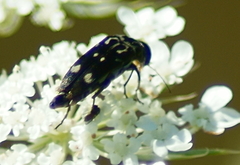 Hoshihananomia octopunctata