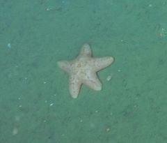 Pterasteridae