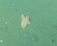 Pterasteridae