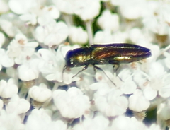 Agrilaxia flavimana