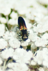 Agrilaxia flavimana