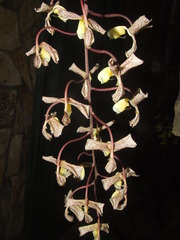 Gongora truncata