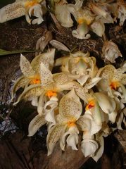 Stanhopea dodsoniana