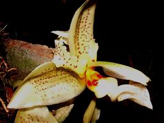 Stanhopea dodsoniana