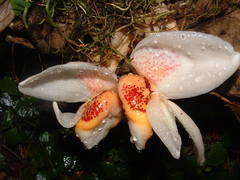 Stanhopea ecornuta