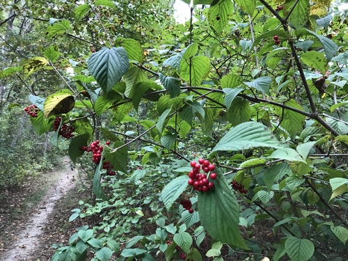 Viburnum wrightii iNat (2)