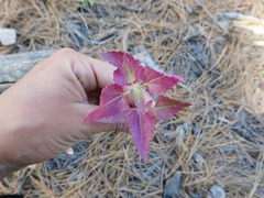 Ageratina paupercula