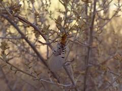 Italochrysa stigmatica