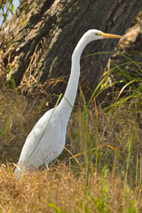 Ardea alba